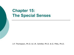 Chapter 15 The Special Senses