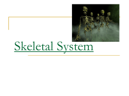 Skeletal System - Valhalla High School