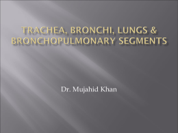 Trachea, bronchi & bronchopulmonary segment