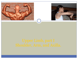 Upper Limb, part I Shoulder, Arm, and Axilla.