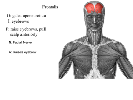 individual_muscles - Fullfrontalanatomy.com