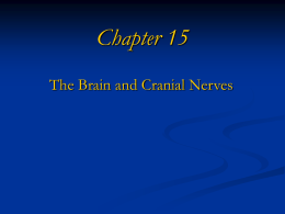 Cranial Nerves - Austin Community College