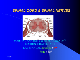 spinal cord & spinal nerves