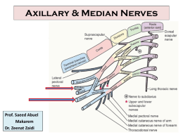 Lecture 8 -Axillary & Median Nerves