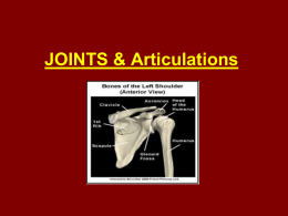 JOINTS & Articulations