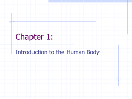 Chapter 1 - Introduction to the Human Body