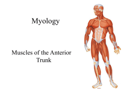 10 – Muscles of the Anterior Trunk