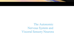 Autonomic nervous system
