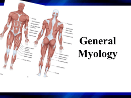 04 General myology