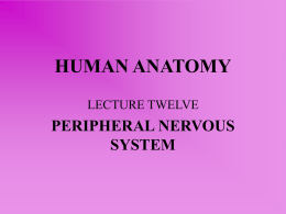 lecture twelve – peripheral nervous system