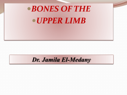 L1-Bones of upper li..