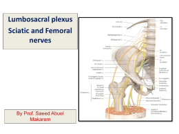 Sacral plexus, Sciatic and femoral nerves