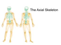 Axial skeleton is shown in green