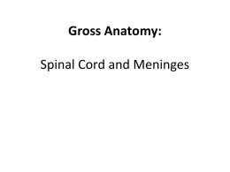 Gross Anatomy: Spinal Cord and Meninges