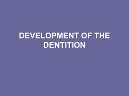 development of the dentition