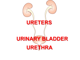 02Ureter,_Urinary_Bladder_&_Urethra