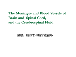 The Meninges and Blood Vessels of Brain and Spinal Cord, and the