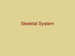 Skeletal System - El Camino College