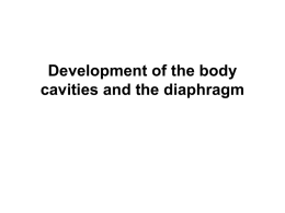 Development of liver, GB, Pancreas & B Cavities