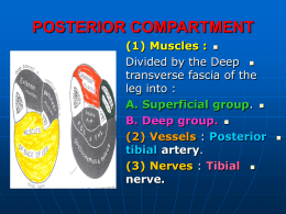 20-posterior comp of the leg