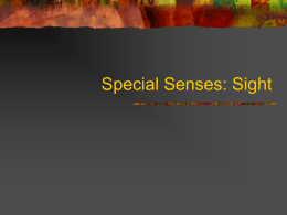 Special Senses: Sight
