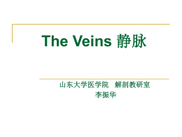 The Veins 静脉