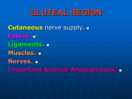 16-gluteal region