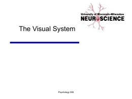 02 The Visual System