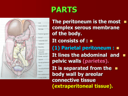 23 - peritoneum