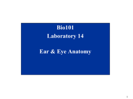 Bio101_Lab14