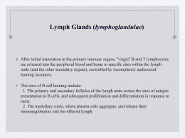 Lymph Glands (lymphoglandulae)