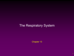 Respiratory_system__Ch_13__S2015