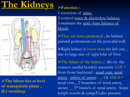 04-kidney,aorta, symp.T.& aortic plexus2008-02