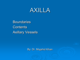 04-Axilla