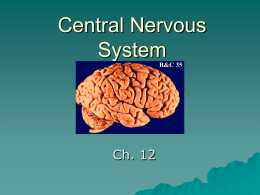 Central Nervous ppt