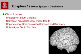 chapter 12 - cerebellum