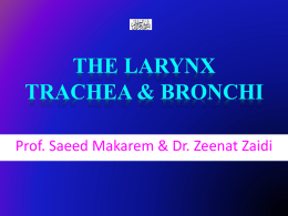 Larynx, Trachea & Bronchi
