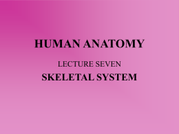 lecture seven – skeletal system