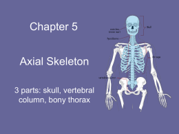 Ch 5 Power Point - Axial Skeleton