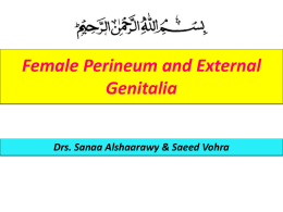 L4-Female Perineum 2015