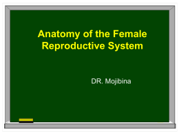Anatomy of the female reproductive system