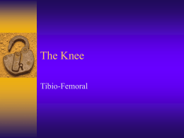 The Knee - physioSHARE.com