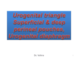 15-Urogenital Traianglex2009-04-18 05:435.9 MB
