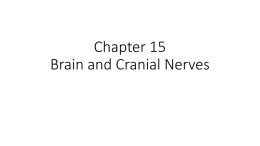 Chapter 15-Brain and Cranial Nervesx