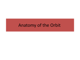 Anatomy of the Orbit 26 (2)x
