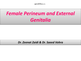 Lecture 4- Female Perineum 2014x