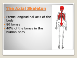 The Axial Skeleton