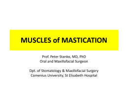 Masticatory Muscles