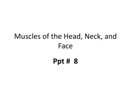 Muscles of the Head, Neck, and Face