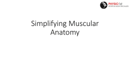 Muscular-Anatomy-Handoutx